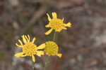 Coastal plain honeycombhead